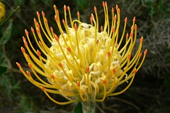0587-Reis Zuid-Afrika2007